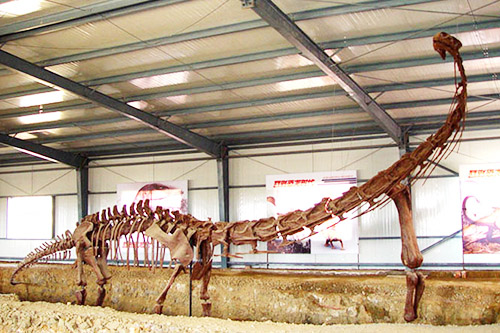 long neck dinosaur skeleton